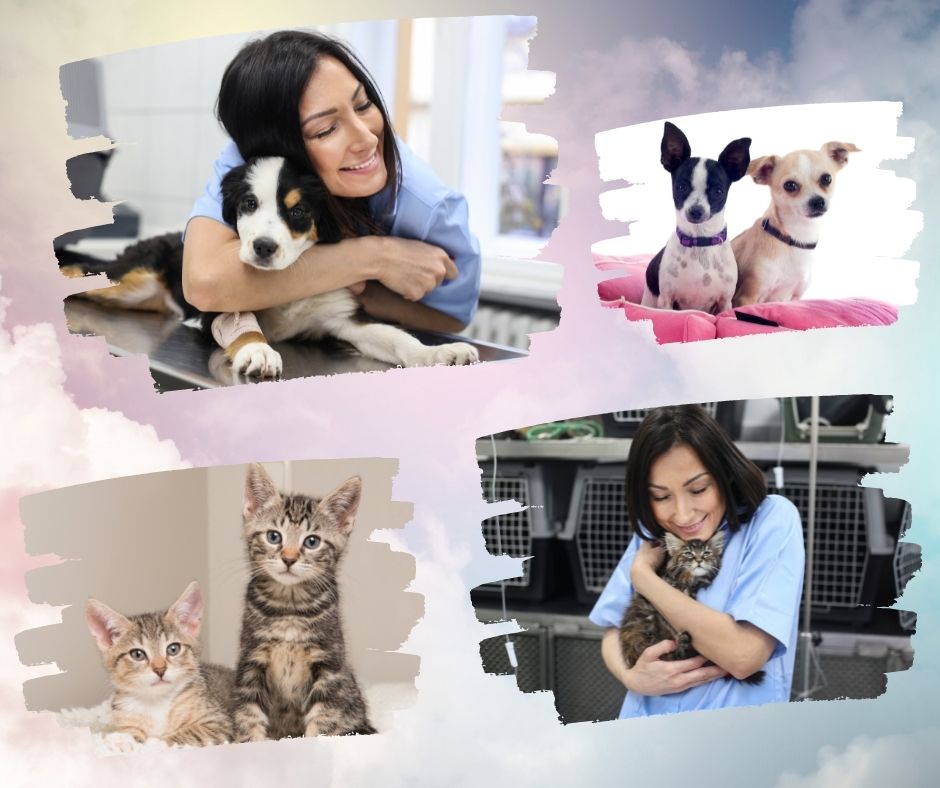 Job Announcement Animal Care Specialist County of Solano